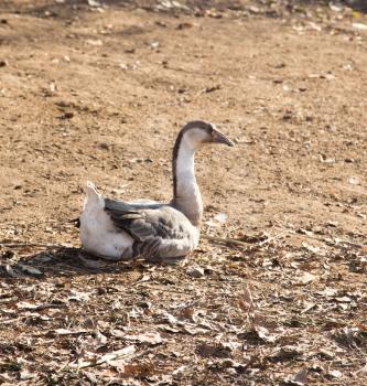 Goose on the nature