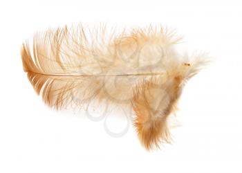 Single feather isolated on white background