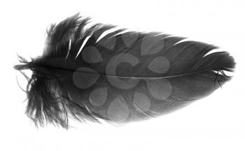 feather on white background