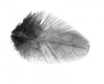 Black feather on a white background