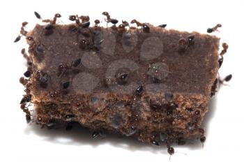 ants eat candy. macro