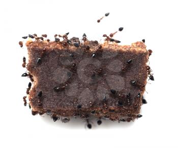 ants eat candy. macro