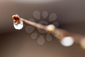 drop on bud on a branch. macro