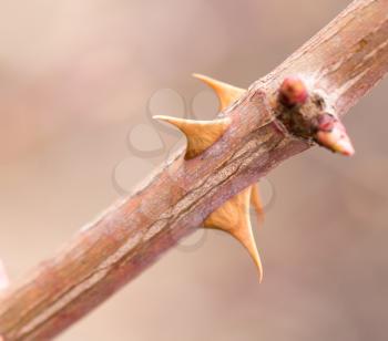 rose thorns. macro