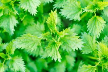 green nettle bush