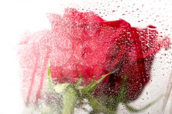 water drops on a package of red roses. macro