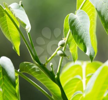 walnut tree in nature