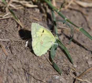 butterfly in nature