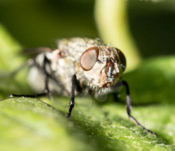 fly. macro