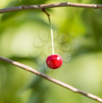 cherries on a tree branch