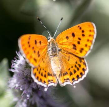 beautiful butterfly in nature