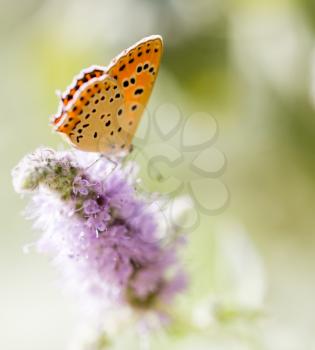 beautiful butterfly in nature