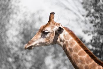 giraffe's head