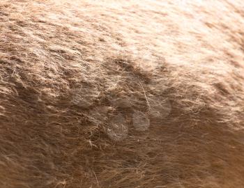 horse hair as background