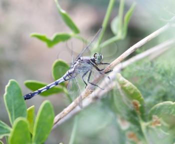 dragonfly in nature. macro