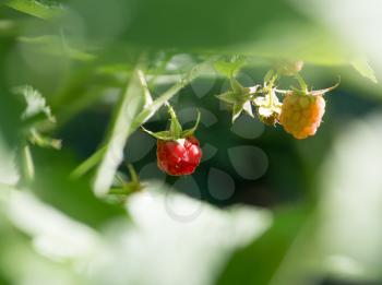raspberry in nature