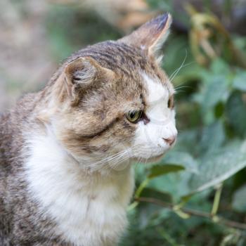 cat in nature