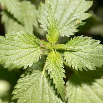 nettle in nature