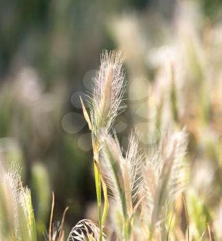 ears of corn on the grass