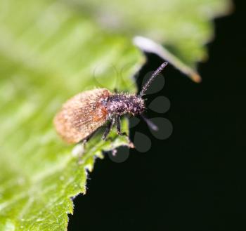 small insect in nature. macro