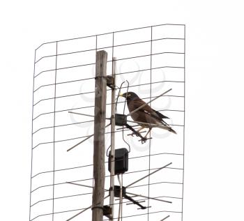 bird on the antenna