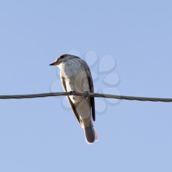 Sparrow on a wire
