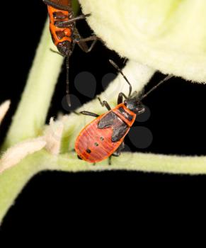 red beetle in nature. close-up