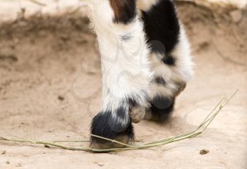 hooves