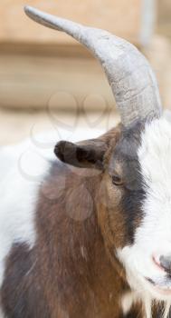 Portrait of a wild goat