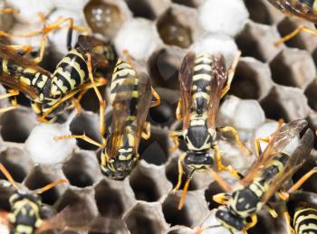 Wasps on comb