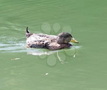 duck swims in the lake