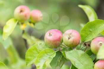 ripe apples on a tree branch