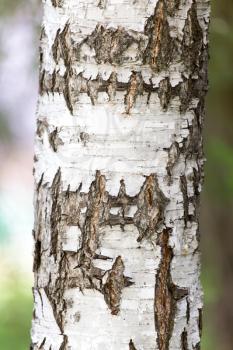 birch bark in nature