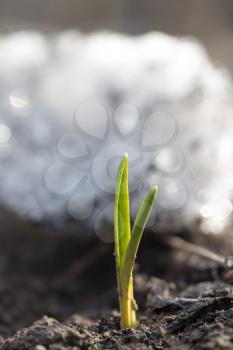 Escape small garlic after snow. macro