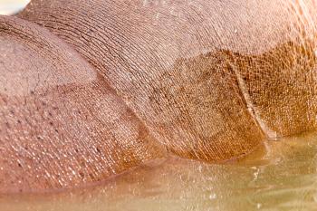 hippopotamus skin as background