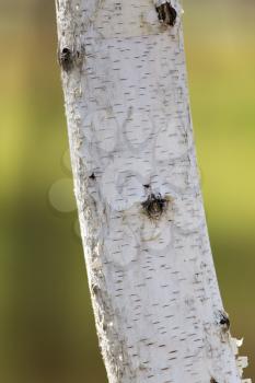 birch trunk in nature