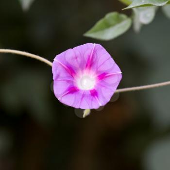 beautiful flower in nature