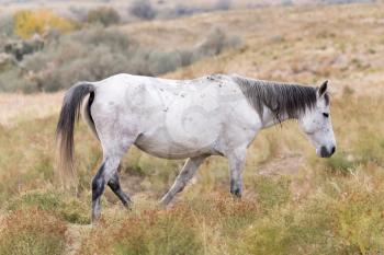 White horse on nature