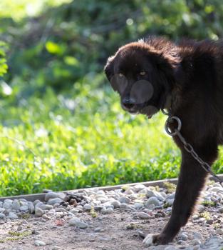 dog in nature