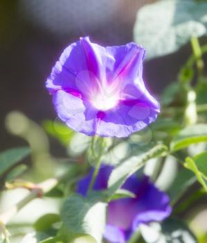 purple flower in nature
