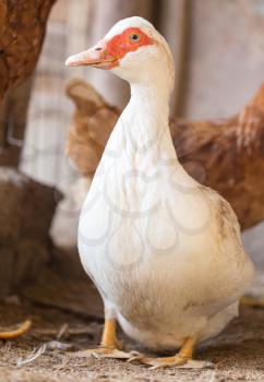 Goose on the farm
