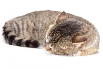 cat sleeping on a white background