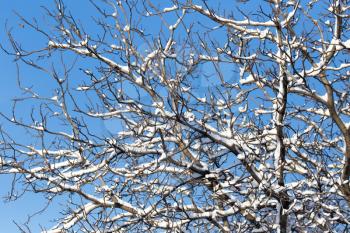 snow on the branches of a tree against the blue sky