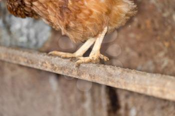 chicken legs on the farm
