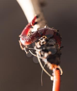 worm on a stick. close-up