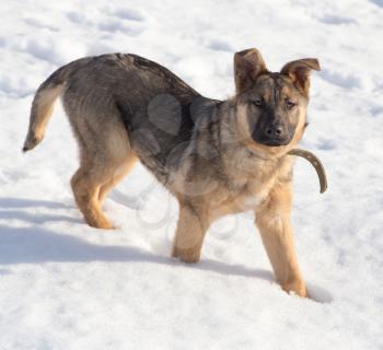 Dog in the snow