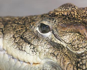 eye of a crocodile