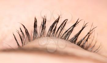 eyelash. close-up