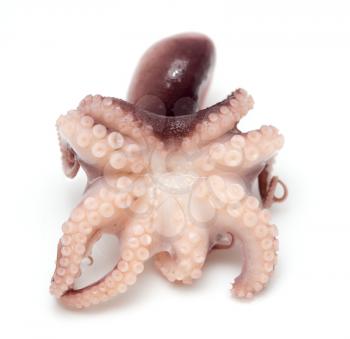 Octopus on white background. Close-up view.