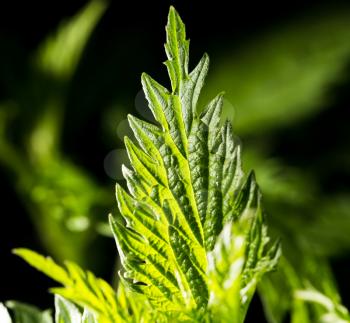 nettle leaves in nature. close-up